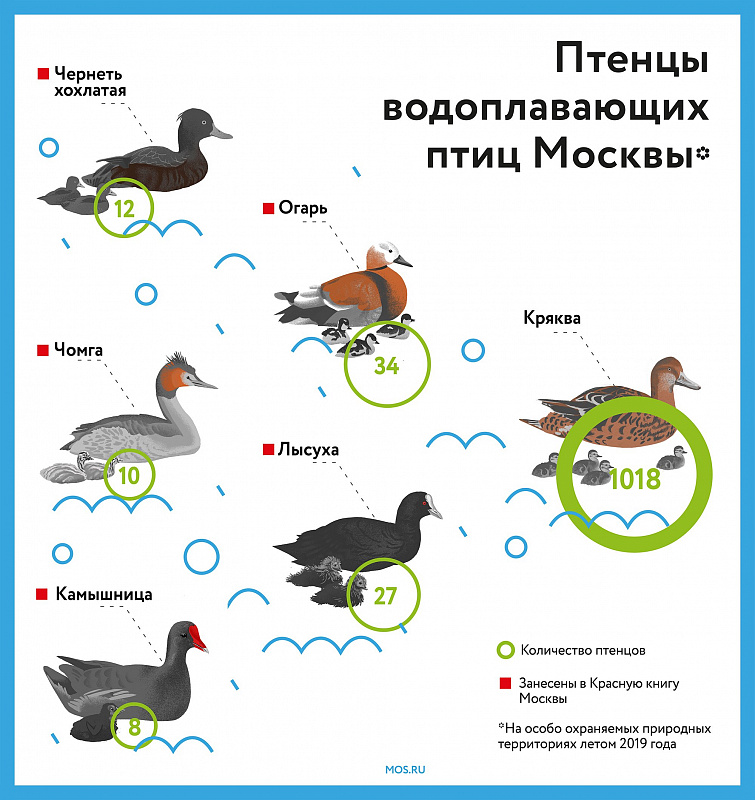 Осень в «Моем районе»: парки Москвы приглашают понаблюдать за птицами